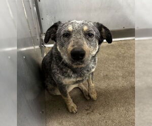 Mutt Dogs for adoption in San Bernardino, CA, USA