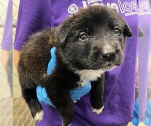 Labrador Retriever Dogs for adoption in Rosenberg, TX, USA