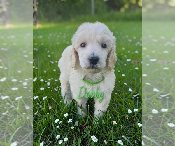 Medium Photo #4 Poodle (Standard) Puppy For Sale in ROMEOVILLE, IL, USA