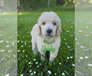 Medium Poodle (Standard)
