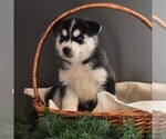 Small #4 Siberian Husky