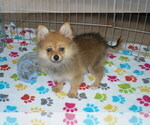 Small Photo #6 Pomeranian Puppy For Sale in ORO VALLEY, AZ, USA