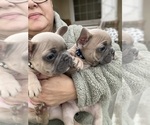 Small Photo #9 French Bulldog Puppy For Sale in VICTORVILLE, CA, USA