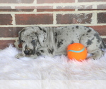 Small Photo #3 Great Dane Puppy For Sale in GOSHEN, IN, USA