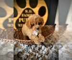 Small #2 Cavapoo (Miniature)