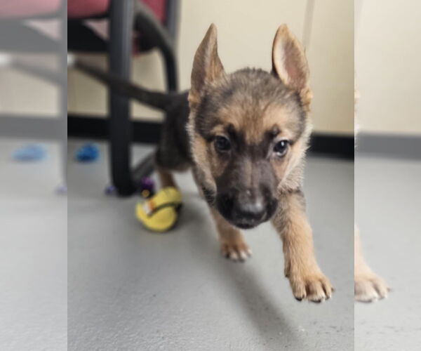 Medium Photo #7 German Shepherd Dog-Unknown Mix Puppy For Sale in McKinney, TX, USA
