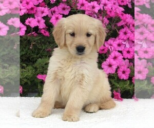 Golden Retriever Puppy for sale in FREDERICKSBURG, OH, USA