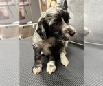 Small Photo #12 Aussiedoodle Puppy For Sale in INDIANAPOLIS, IN, USA