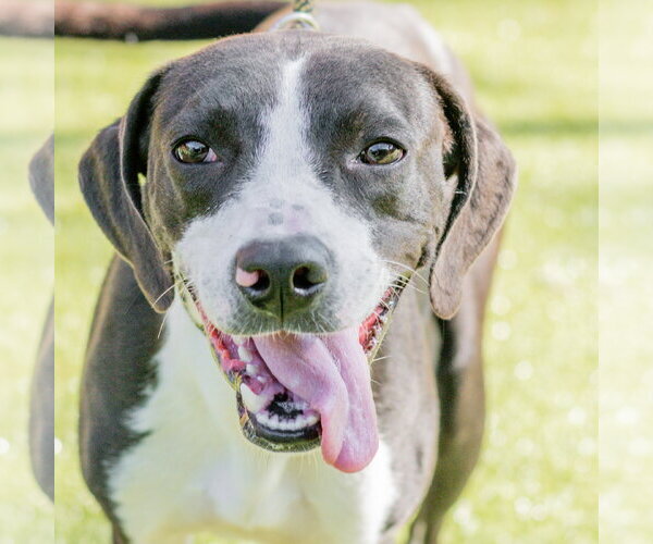 Medium Photo #2 Mutt Puppy For Sale in Hilton Head, SC, USA