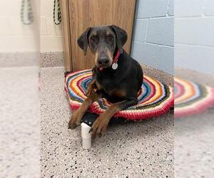 Doberman Pinscher Dogs for adoption in Brighton, CO, USA