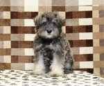 Small #2 Schnauzer (Miniature)