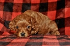 Small Photo #12 Cavapoo Puppy For Sale in PHOENIX, AZ, USA