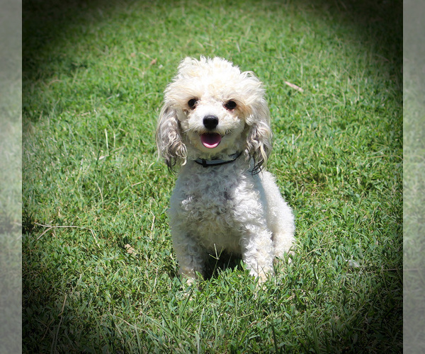 Medium Photo #1 Poodle (Toy) Puppy For Sale in CHANUTE, KS, USA