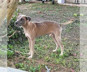 Mutt Dogs for adoption in San Antonio, TX, USA
