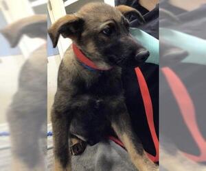German Shepherd Dog Dogs for adoption in Riverside, CA, USA