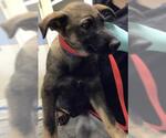 Small German Shepherd Dog