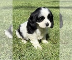 Small #4 Cavalier King Charles Spaniel