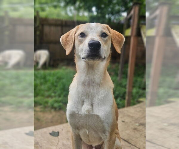 Medium Photo #1 Labrador Retriever-Unknown Mix Puppy For Sale in Evansville, IN, USA