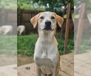 Labrador Retriever-Unknown Mix Dogs for adoption in Evansville, IN, USA