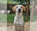 Small Labrador Retriever Mix