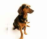 Small #9 Dachshund