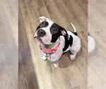 Small #1 American Pit Bull Terrier Mix