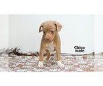 Small #6 Chihuahua