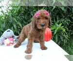 Small Photo #10 Goldendoodle Puppy For Sale in WESLEY CHAPEL, FL, USA