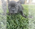 Small Photo #117 French Bulldog Puppy For Sale in COLUMBUS, OH, USA
