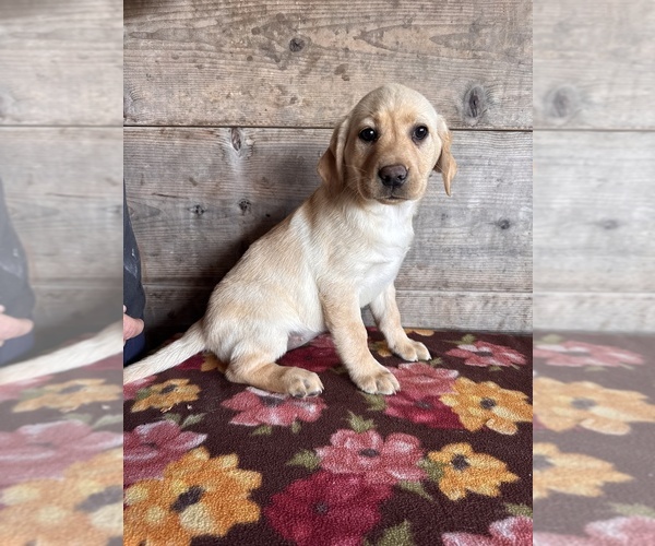 Medium Photo #4 Labrador Retriever Puppy For Sale in VERMONTVILLE, MI, USA