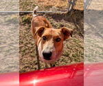 Small #2 Red Heeler Mix