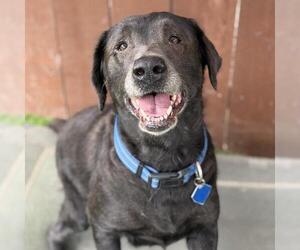 Toots - Female Labrador Retriever Dog for Adoption - Photo #4