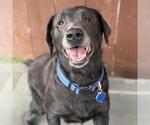 Small Photo #4 Labrador Retriever Puppy For Sale in San Diego, CA, USA