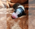 Small #4 Sheepadoodle