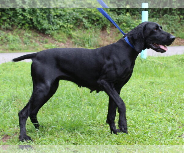 Medium Photo #3 Unknown-Weimaraner Mix Puppy For Sale in Prattville, AL, USA