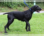 Small #2 Weimaraner Mix