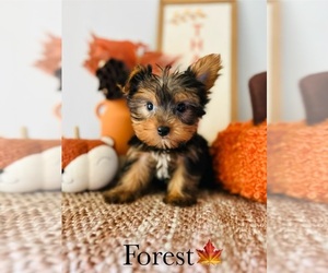 Yorkshire Terrier Puppy for sale in MURFREESBORO, TN, USA