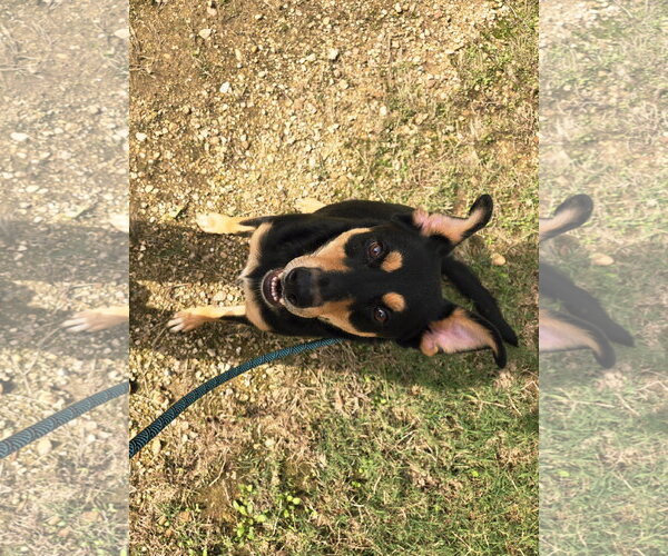 Medium Photo #4 Mutt Puppy For Sale in Jackson, MS, USA