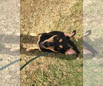Small Photo #4 Mutt Puppy For Sale in Jackson, MS, USA