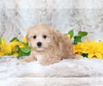 Small #2 Maltipoo