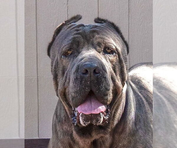 Medium Photo #1 Mutt Puppy For Sale in Lake Forest, CA, USA