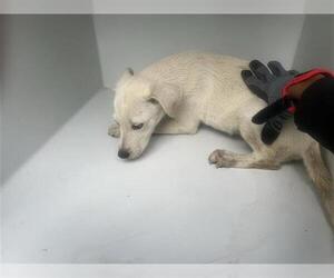 Labrador Retriever-Unknown Mix Dogs for adoption in Houston, TX, USA