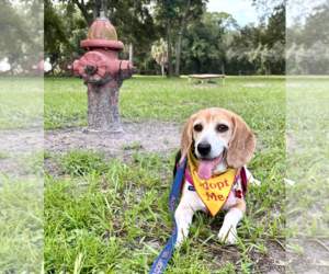 Beagle Dogs for adoption in Tampa, FL, USA
