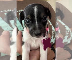 Medium Jack Russell Terrier