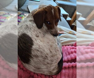 Mando - Male Basset Hound-Unknown Mix Dog for Adoption - Photo #4