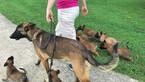 Small Photo #2 Belgian Malinois Puppy For Sale in WEST PLAINS, MO, USA