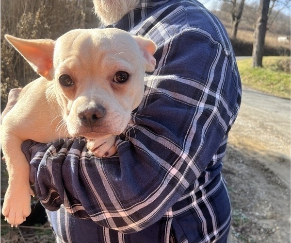 Medium Photo #82 French Bullhuahua Puppy For Sale in SPRAGGS, PA, USA