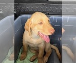 Small #14 Labrador Retriever