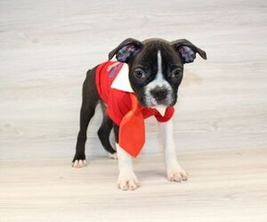 Boston Terrier Puppy for Sale in LAS VEGAS, Nevada USA