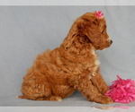 Small Photo #3 Goldendoodle Puppy For Sale in MILLERSBURG, OH, USA
